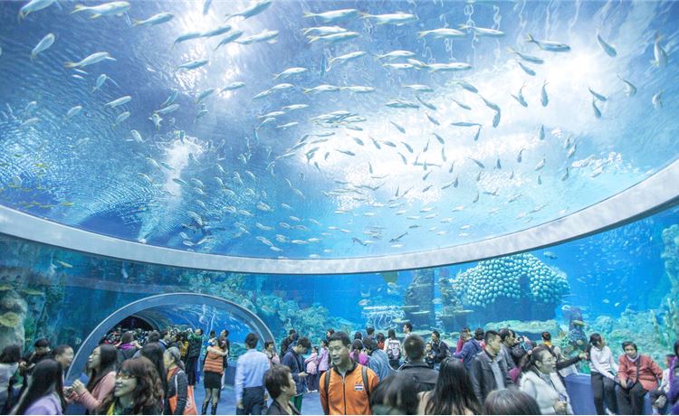 Viện Hải Dương Học Nha Trang: Thủy cung đa dạng, sinh vật biển phong phú, trải nghiệm hấp dẫn.