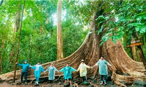 Cây Tung cổ thụ trong vườn Quốc Gia Nam Cát Tiên.