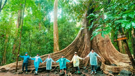 Cây Tung cổ thụ trong vườn Quốc Gia Nam Cát Tiên.