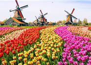 Tour Châu Âu 10N9Đ: HCM - Luxembourg - Bỉ - Hà Lan - Đức - Lễ Hội Hoa Tulip
