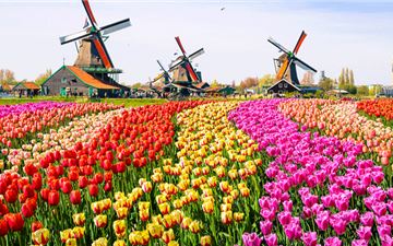 Tour Châu Âu 10N9Đ: HCM - Luxembourg - Bỉ - Hà Lan - Đức - Lễ Hội Hoa Tulip