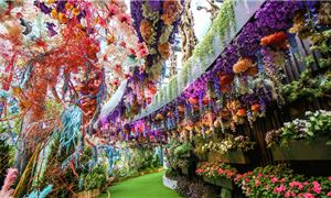 ivivu-floral-fantasy-main.gif