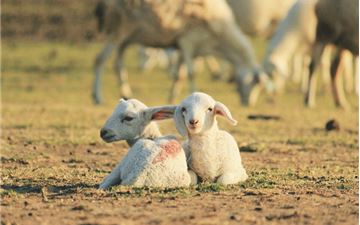 Tour Vũng Tàu 2N1Đ: Hồ Tràm - Nghỉ Dưỡng Cao Cấp