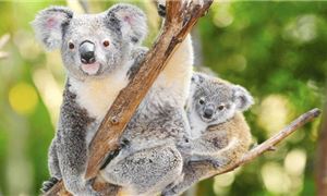 Gấu Koala.