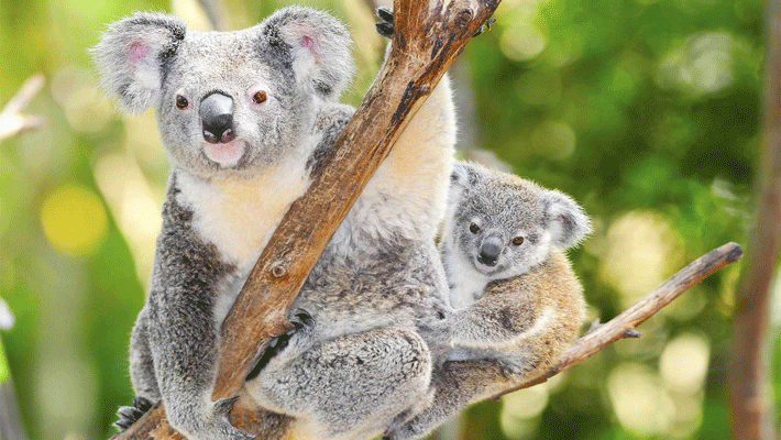 Gấu Koala.