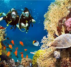 Tour Lặn Biển Nha Trang Trong Ngày: Khám Phá Đại Dương Xanh