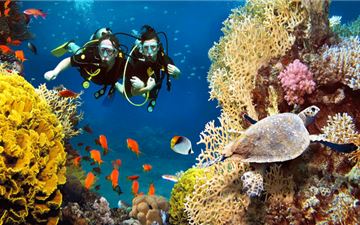 Tour Lặn Biển Nha Trang Trong Ngày: Khám Phá Đại Dương Xanh