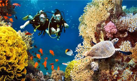 Tour Lặn Biển Nha Trang Trong Ngày: Khám Phá Đại Dương Xanh