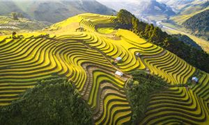 Mùa lúa vàng Tây Bắc.