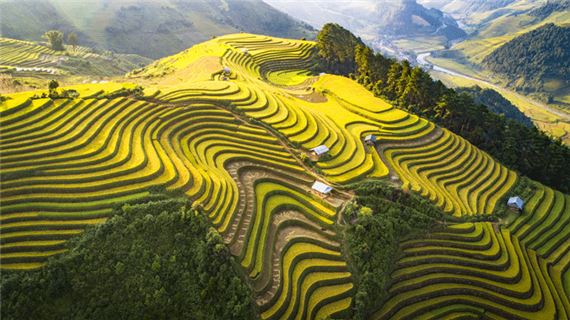 Mùa lúa vàng Tây Bắc.