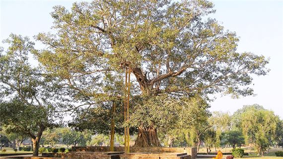 Cây bồ đề Ananda