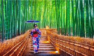 Rừng trúc Arashiyama