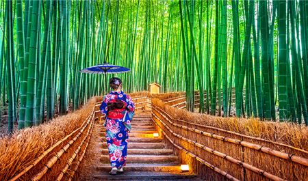 Tour Nhật Bản 6N5Đ: Hà Nội - Osaka - Kyoto - Phú Sĩ - Tokyo - Cánh Đồng Hoa Cosmos