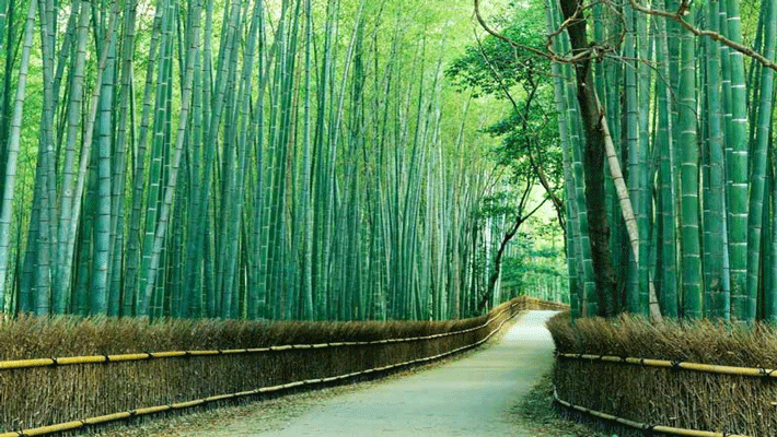 Rừng tre Sagano