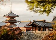 Tour Nhật Bản 5N5Đ: HCM - Tokyo - Fuji - Kyoto - Osaka - Mùa Hè