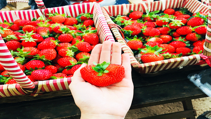 Trải nghiệm hái dâu nông trại