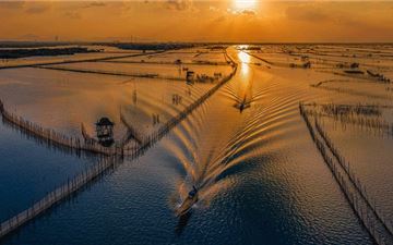 Tour Huế Nửa Ngày: Chiều Trên Phá Tam Giang - Rừng Ngập Mặn Rú Chá