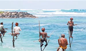 Đánh cá trên cọc Stilt Fishing