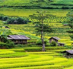 Tour Miền Bắc 5N4Đ: HCM - Sapa - Điện Biên - Mộc Châu - Hòa Bình