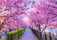 Tour Tết Nhật Bản 6N5Đ: Hà Nội - Tokyo - Phú Sĩ - Kyoto - Osaka