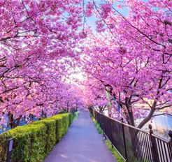 Tour Tết Nhật Bản 6N5Đ: Hà Nội - Tokyo - Phú Sĩ - Kyoto - Osaka