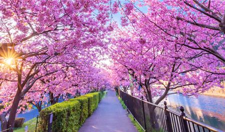 Tour Tết Nhật Bản 6N5Đ: Hà Nội - Tokyo - Phú Sĩ - Kyoto - Osaka