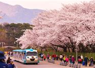 Tour Hàn Quốc 6N5Đ: Hà Nội - Busan - Gyeongju - Seoul - Đảo Nami - Tàu Điện - Ngắm Hoa Anh Đào