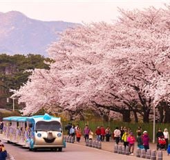 Tour Hàn Quốc 4N4Đ: Seoul - Everland - Nami