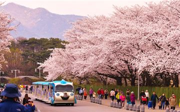 Tour Hàn Quốc 6N5Đ: Hà Nội - Busan - Gyeongju - Seoul - Đảo Nami - Tàu Điện - Ngắm Hoa Anh Đào