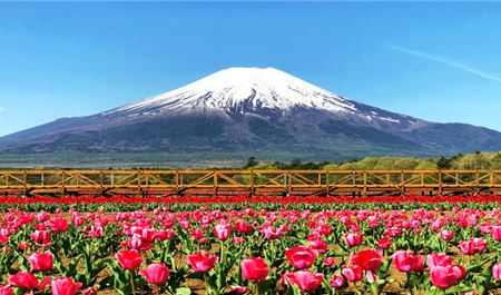 Tour Nhật Bản 6N5Đ: HCM - Narita - Tokyo - Yamanashi - Kyoto - Đền Fushimi