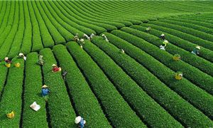 Đồi chè Mộc Châu