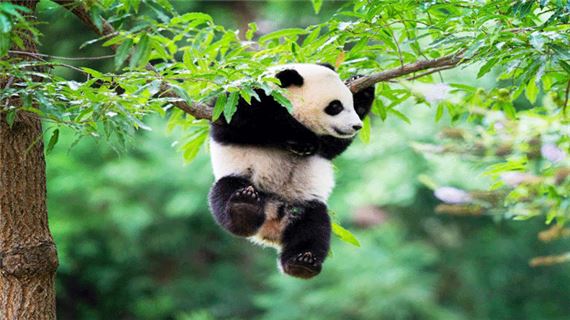 Công viên gấu trúc