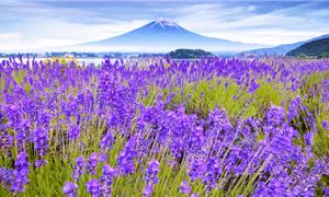 ivivu-oishi-lavender.gif