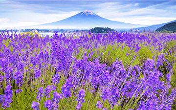 Tour Nhật Bản 5N5Đ: HCM - Osaka - Kyoto - Nagoya - Tokyo - Ngắm Hoa Lavender