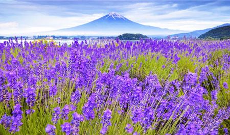 Tour Nhật Bản 5N5Đ: HCM - Osaka - Kyoto - Nagoya - Tokyo - Ngắm Hoa Lavender