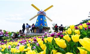 ivivu-hoa-tuy-lip-nui-ba-den-tay-ninh7.jpg