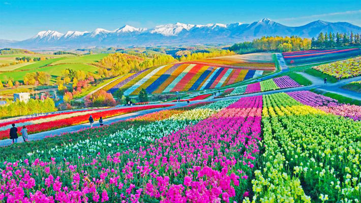 Lạc lối giữa cánh đồng hoa Shikisai-no Oka.