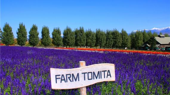 Trang trại Tomita