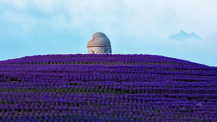 Atama Daibutsu - Tượng Phật ngồi giữa đồng hoa oải hương.
