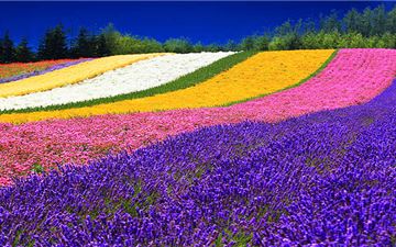 Tour Nhật Bản 7N6Đ: HCM - Hokkaido - Sapporo - Otaru - Ngắm Hoa Oải Hương