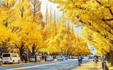 Tour Nhật Bản 5N5Đ: HCM - Osaka - Kyoto - Núi Phú Sĩ - Tokyo - Mùa Thu