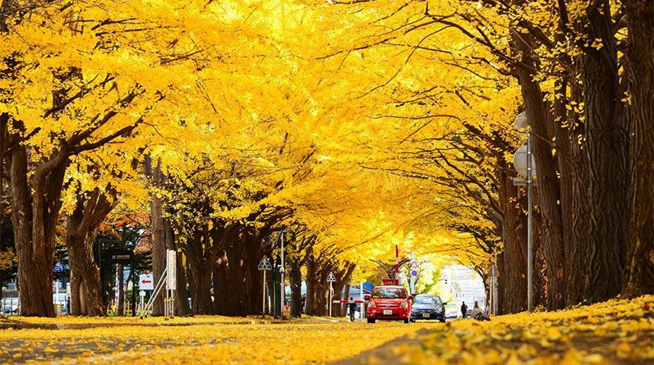 Meiji Jingu Gaien: Con đường mùa thu rực rỡ sắc vàng.