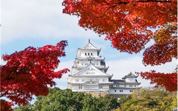 Tour Nhật Bản 6N5Đ: Hà Nội - Osaka - Kyoto - Núi Phú Sĩ - Tokyo - Hoa Chi Anh