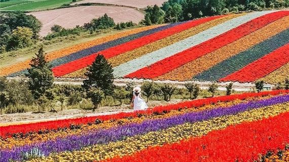 Lạc lối giữa cánh đồng hoa Shikisai-no Oka.