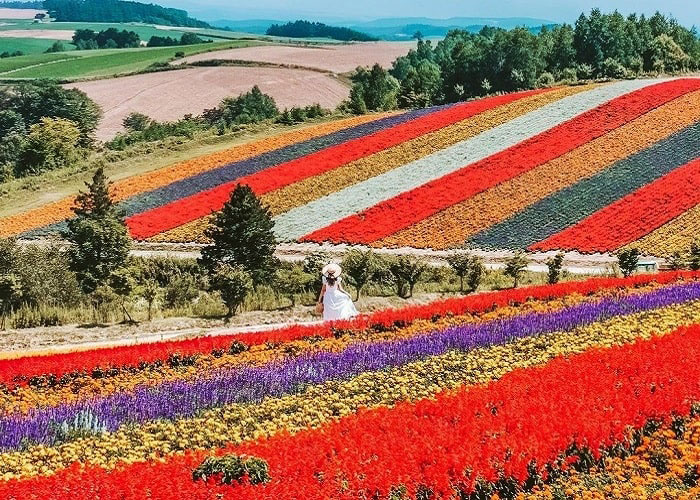 Lạc lối giữa cánh đồng hoa Shikisai-no Oka.