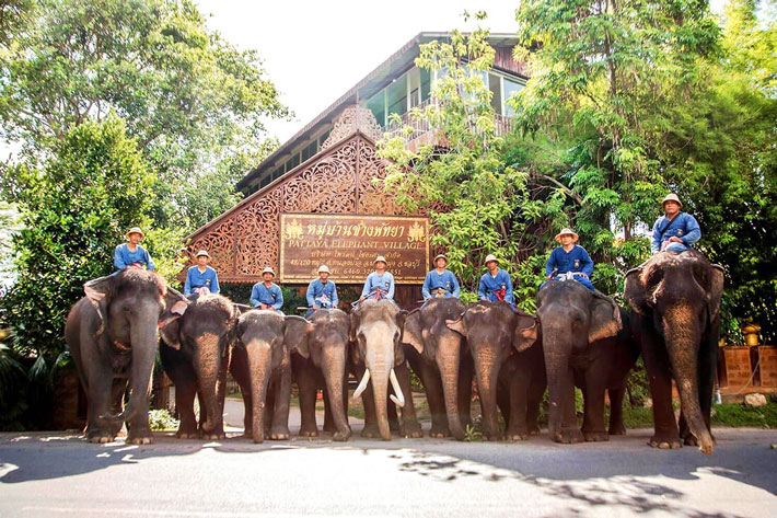 Làng Voi Pattaya: Trải nghiệm văn hóa, xem biểu diễn voi, khám phá cuộc sống dân dã.