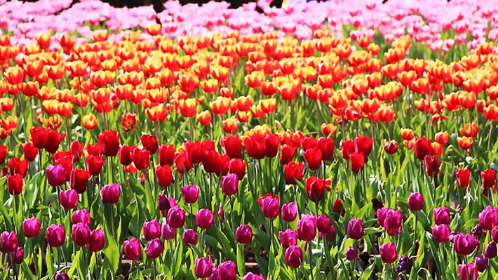 Vườn hoa Tống Mỹ Linh