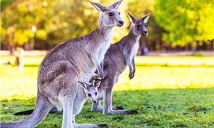 Sydney Zoo