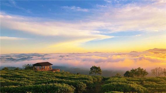 Đồi chè Cầu Đất.