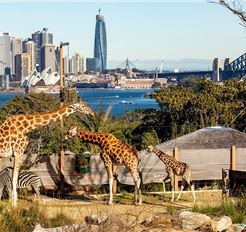 Tour Úc 5N4Đ: Mono Sydney - Sydney Zoo - Free Day